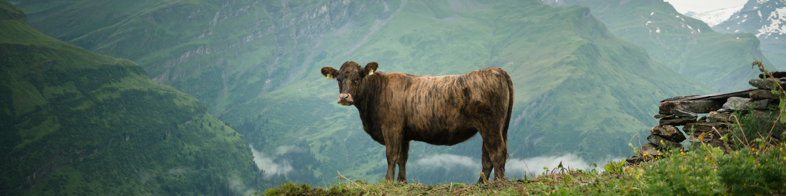 BestBeef: free-angus.ch, Biobauernhof Allemann, Medels im Rheinwald